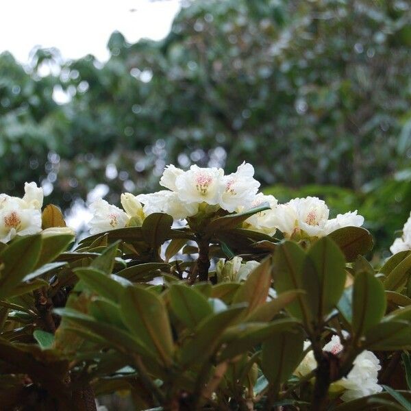 Rhododendron taliense 花