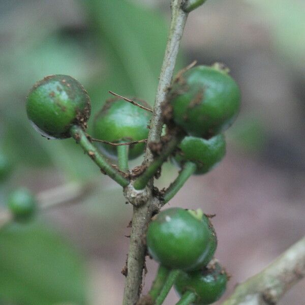 Eugenia stictopetala Fruchs