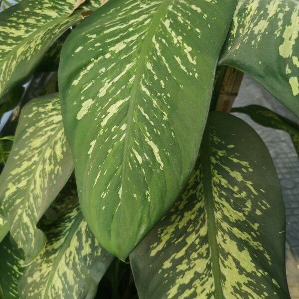 Dieffenbachia seguine Blatt