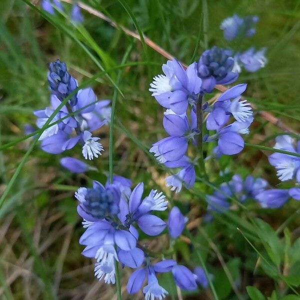 Polygala calcarea Flower