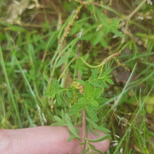 Hypericum humifusum Leaf