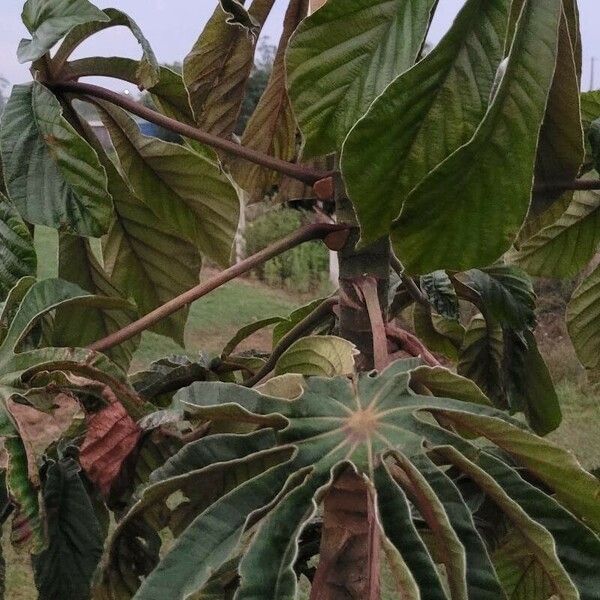 Cecropia peltata অভ্যাস