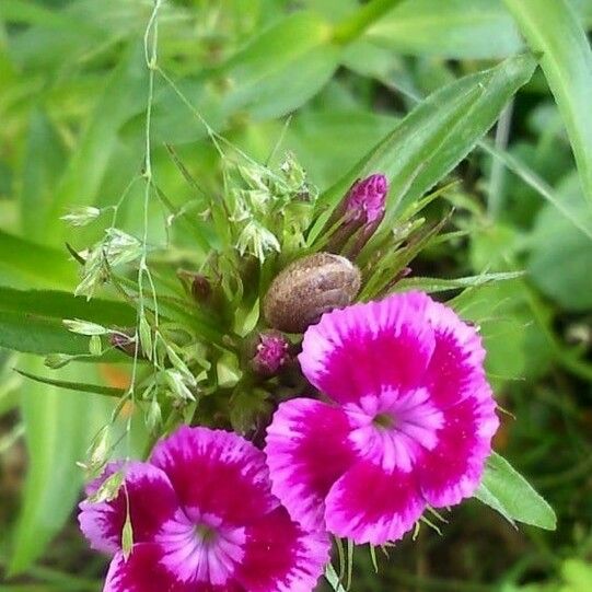 Dianthus barbatus Floro