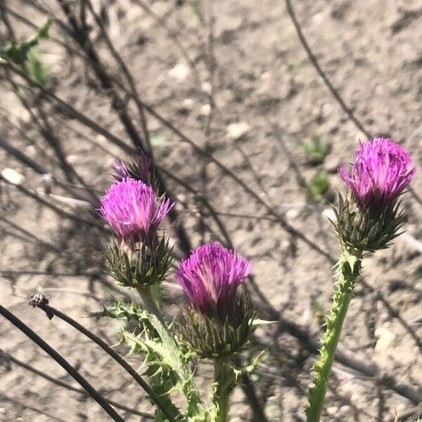 Carduus pycnocephalus Blüte