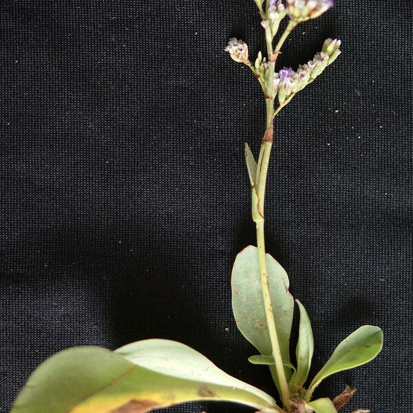 Limonium girardianum Vivejo