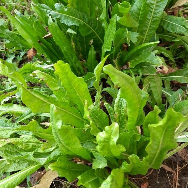 Rumex patientia Hoja