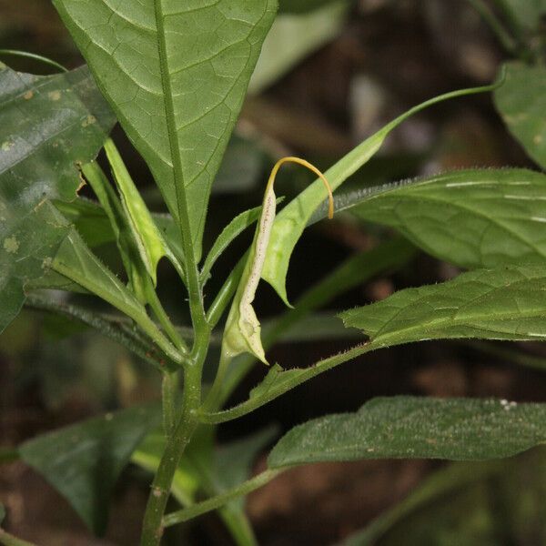 Dorstenia psilurus Flower