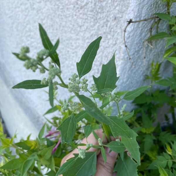 Chenopodium berlandieri পাতা