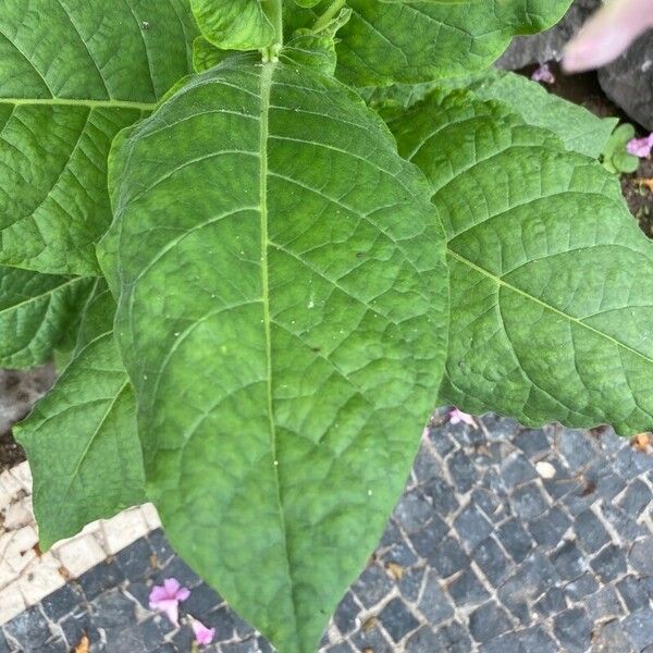 Nicotiana tabacum Листок