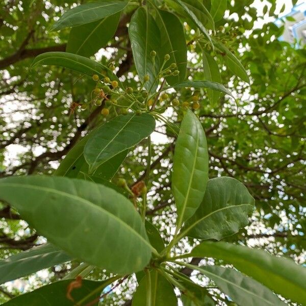 Cyrtophyllum fragrans Fruit