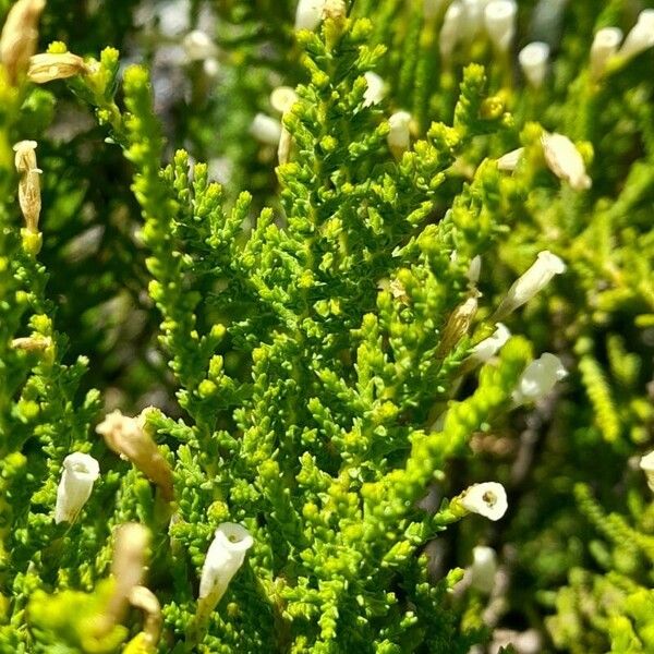 Fabiana imbricata Leaf