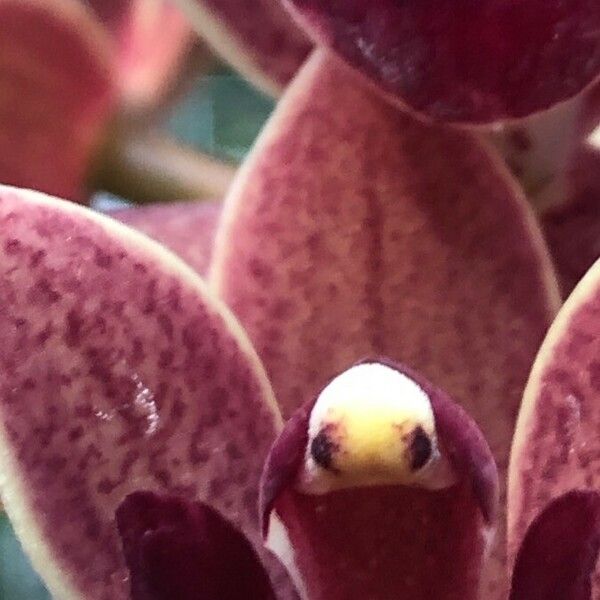 Cymbidium devonianum Flower