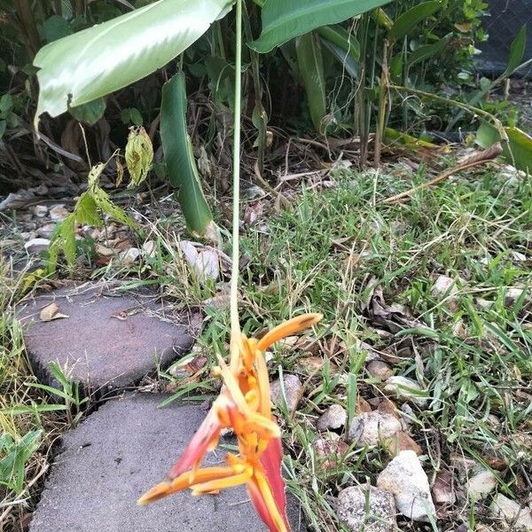 Heliconia psittacorum Flower