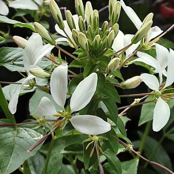 Cleome gynandra Květ