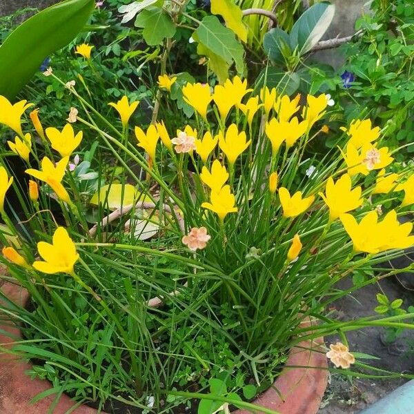 Zephyranthes citrina Цвят