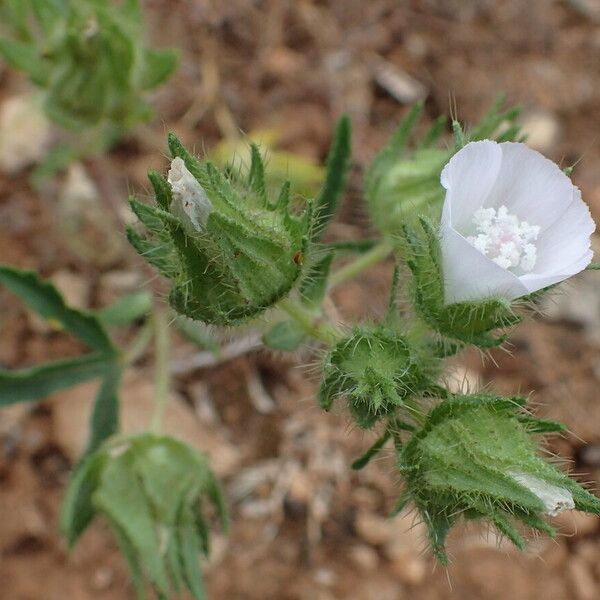 Malva setigera Flower