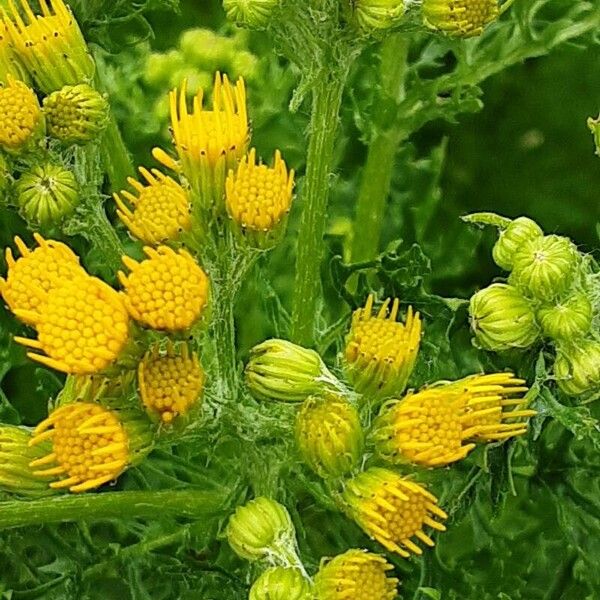 Senecio squalidus Flor