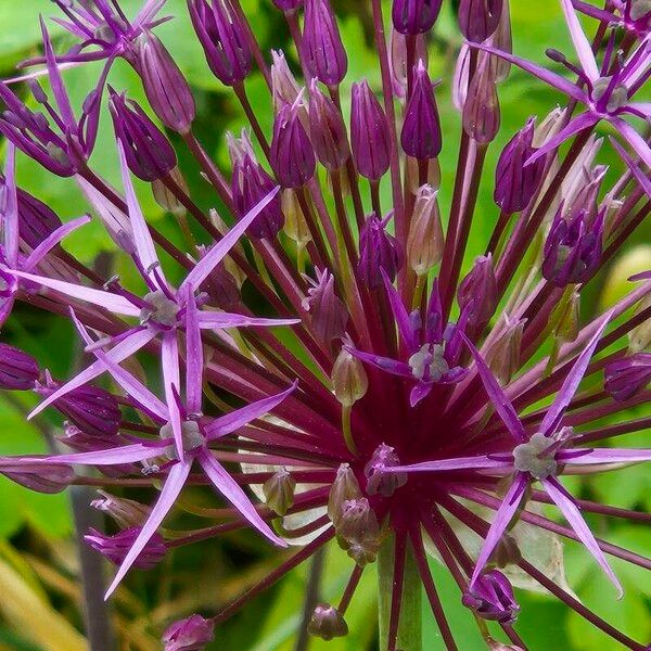 Allium cristophii Fiore