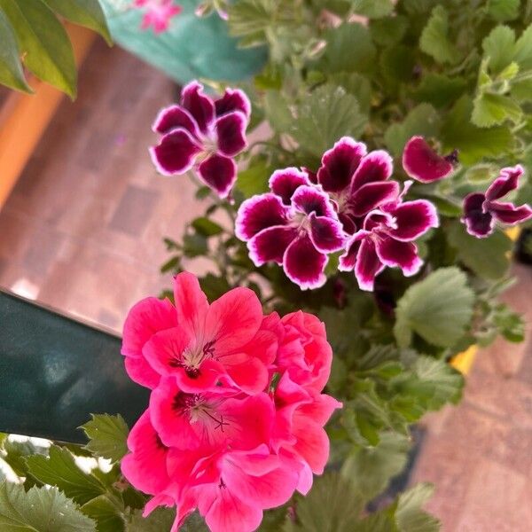 Pelargonium grandiflorum Flor