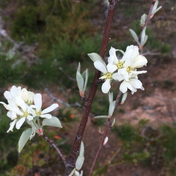 Amelanchier ovalis Цвят