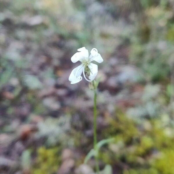 Silene italica Flower