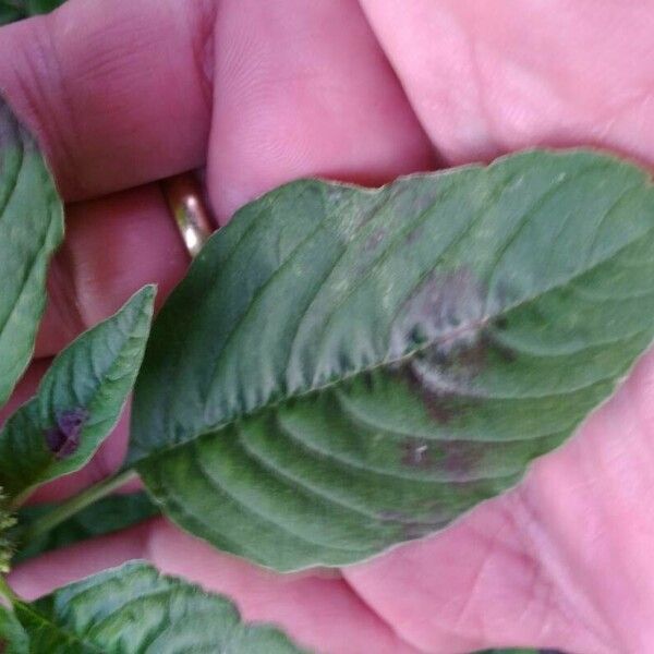 Amaranthus spinosus পাতা