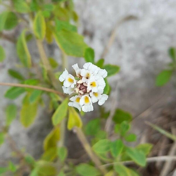 Phyla nodiflora Кветка