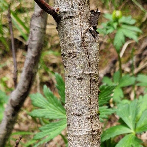 Salix foetida Bark