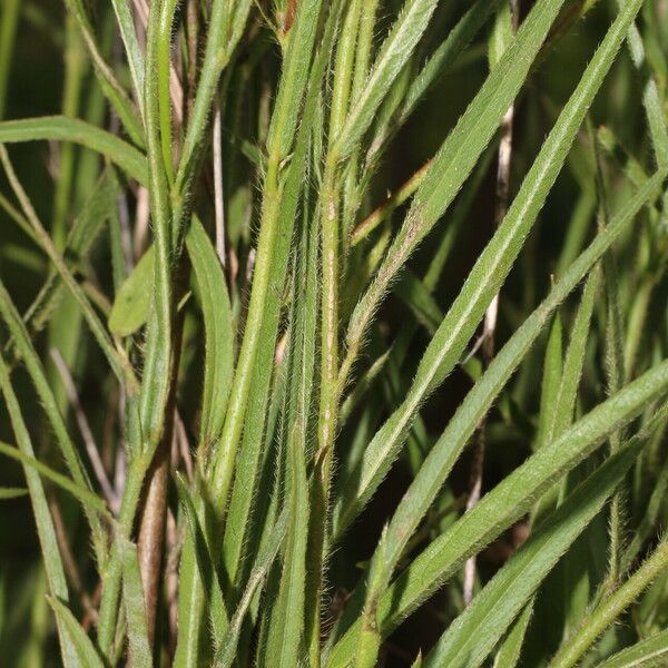 Sida linifolia Blatt
