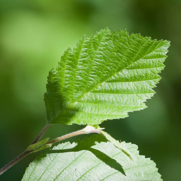 Alnus incana 葉