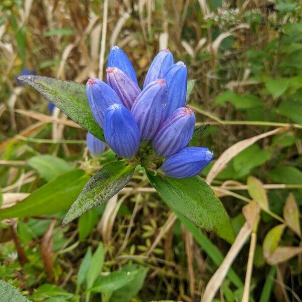 Gentiana andrewsii Fiore