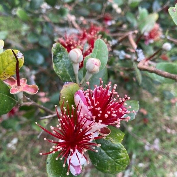 Acca sellowiana Flower