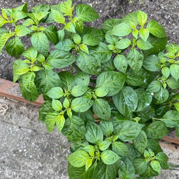 Capsicum chinense Blad