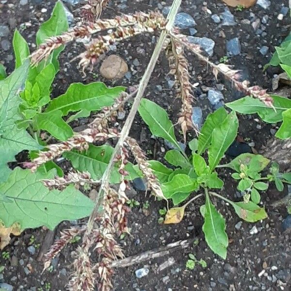 Echinochloa crus-galli 花