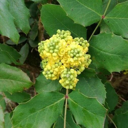 Berberis aquifolium Цвят