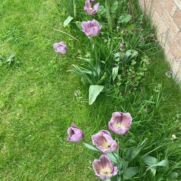 Tulipa lortetii Lorea