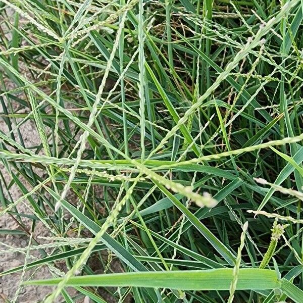 Digitaria sanguinalis Õis