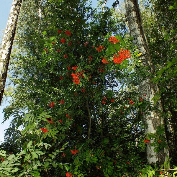 Sorbus aucuparia Habitus