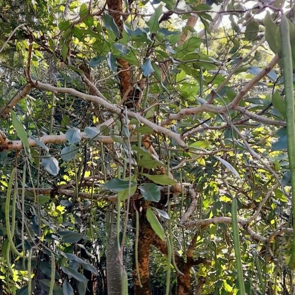 Cassia fistula Alkat (teljes növény)