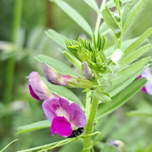 Vicia sativa Flower