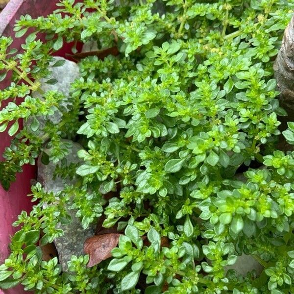 Pilea microphylla Leaf