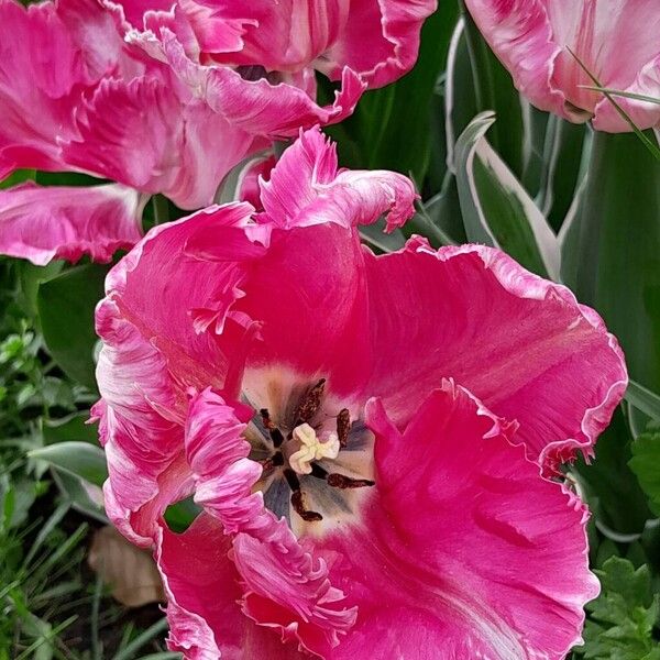 Tulipa gesneriana Floare