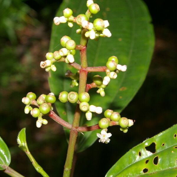 Miconia ciliata পাতা