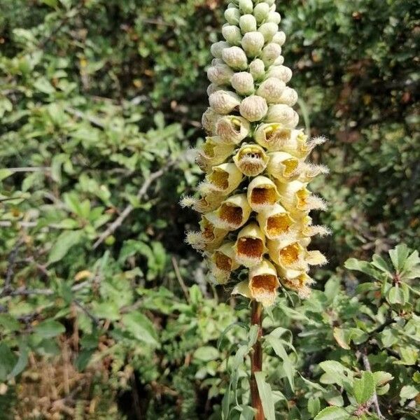 Digitalis ferruginea Blüte