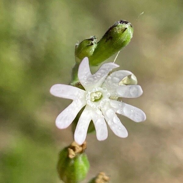 Silene nocturna Flower