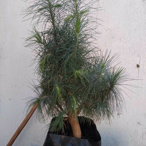 Pinus maximartinezii Лист