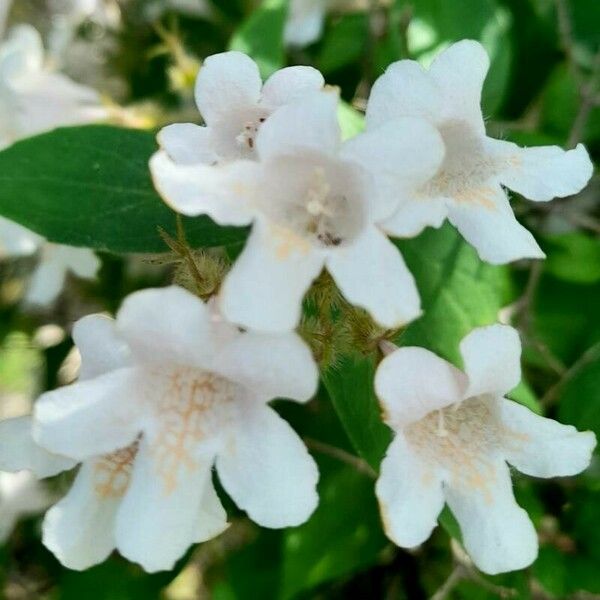Kolkwitzia amabilis Flor