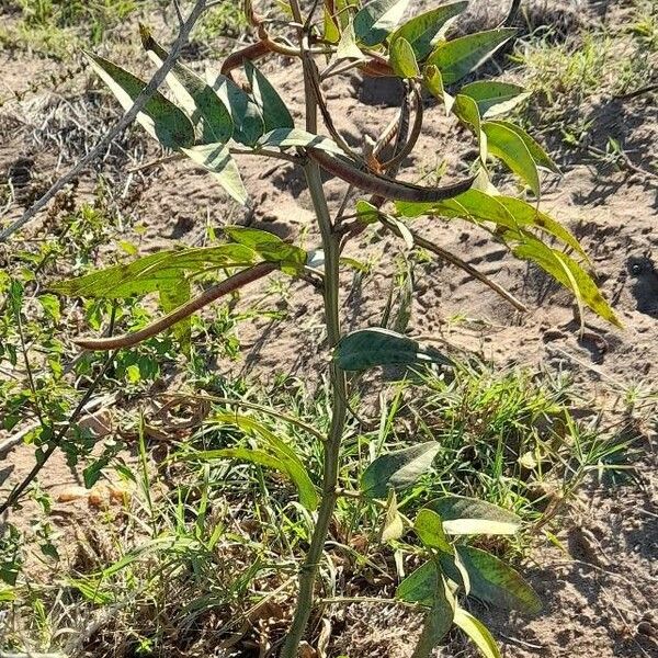 Senna occidentalis 整株植物