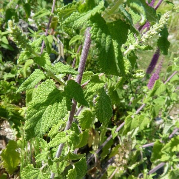 Teucrium hircanicum 葉