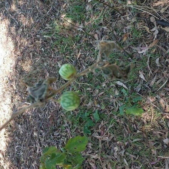 Solanum virginianum Plod